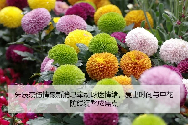 朱辰杰伤情最新消息牵动球迷情绪，复出时间与申花防线调整成焦点（qiuwanghui）